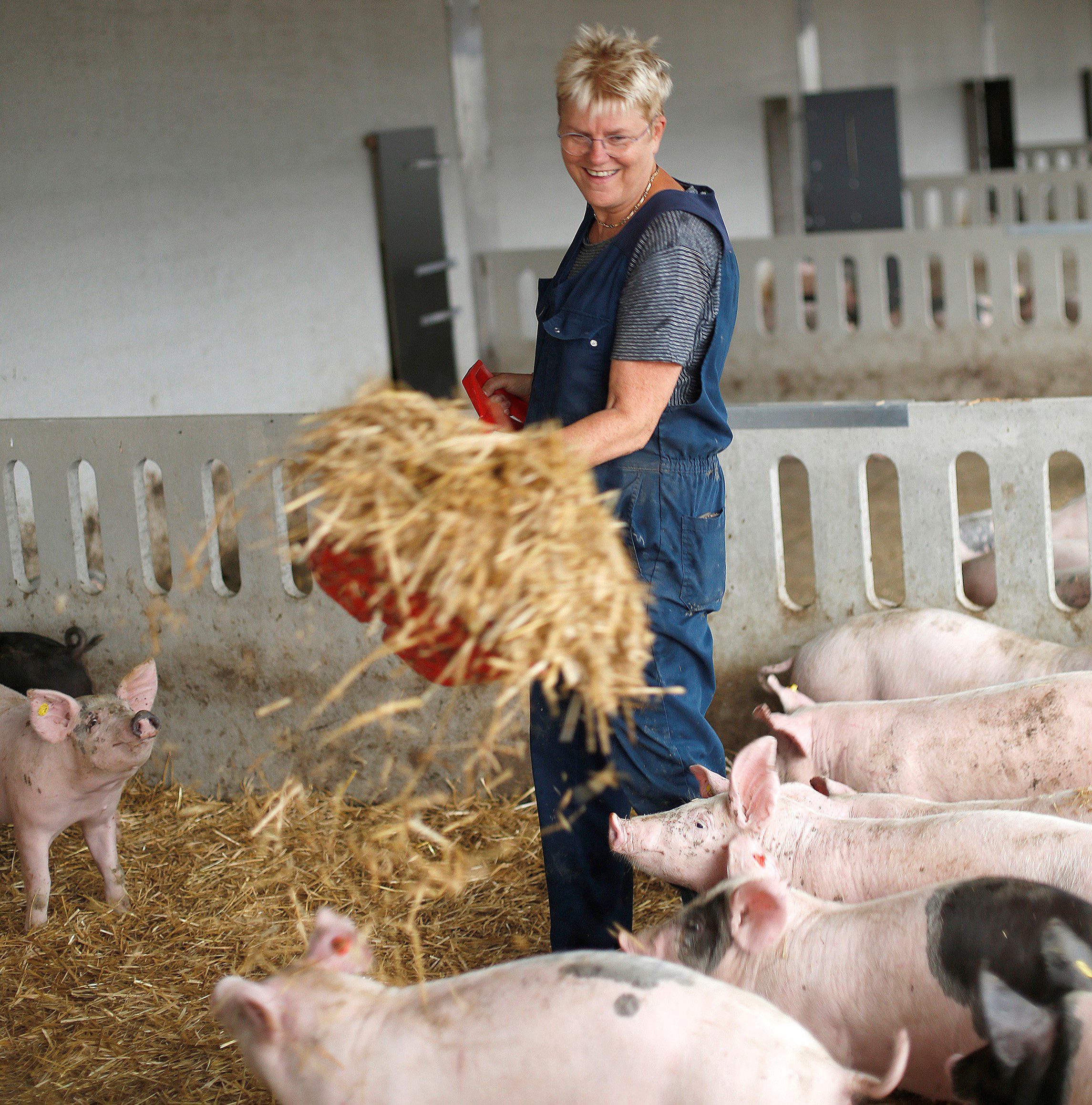 Varkensvlees met Beter Leven Keurmerk 2-sterren bij Albert Heijn