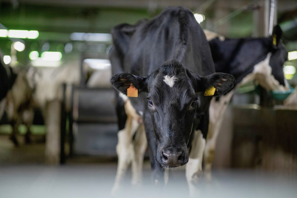 Vion introduces virtual cow glasses for animal welfare