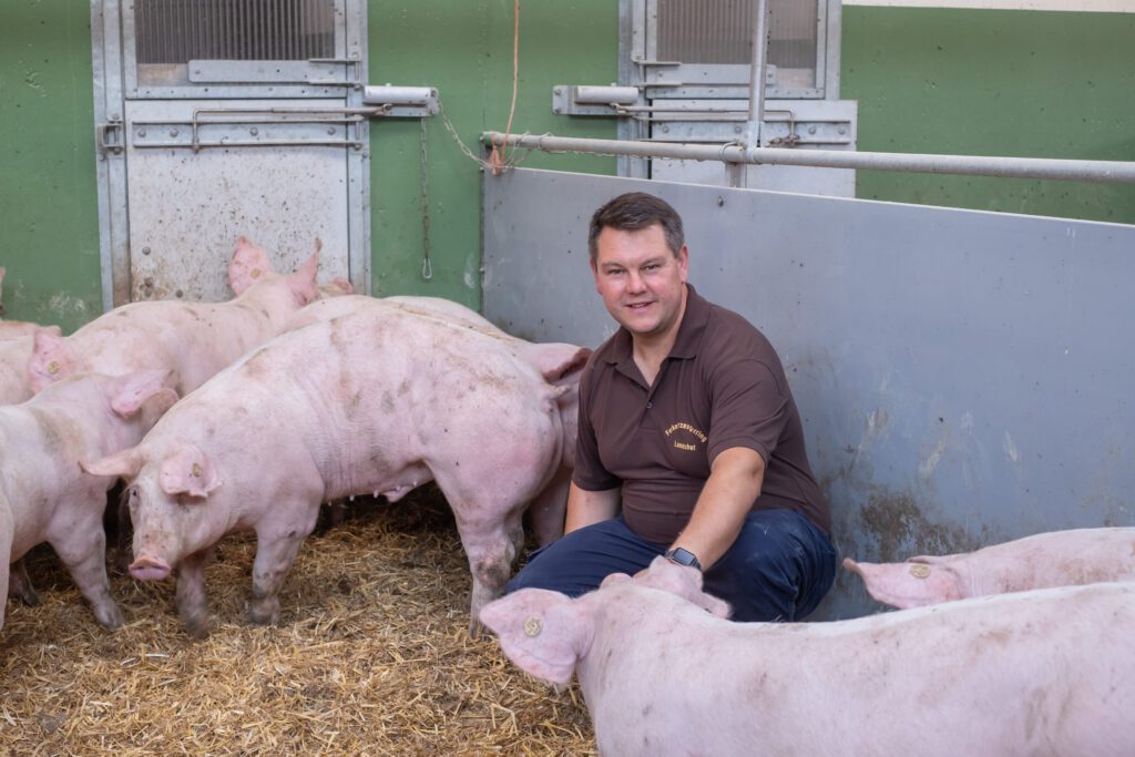 Straw for better pig welfare