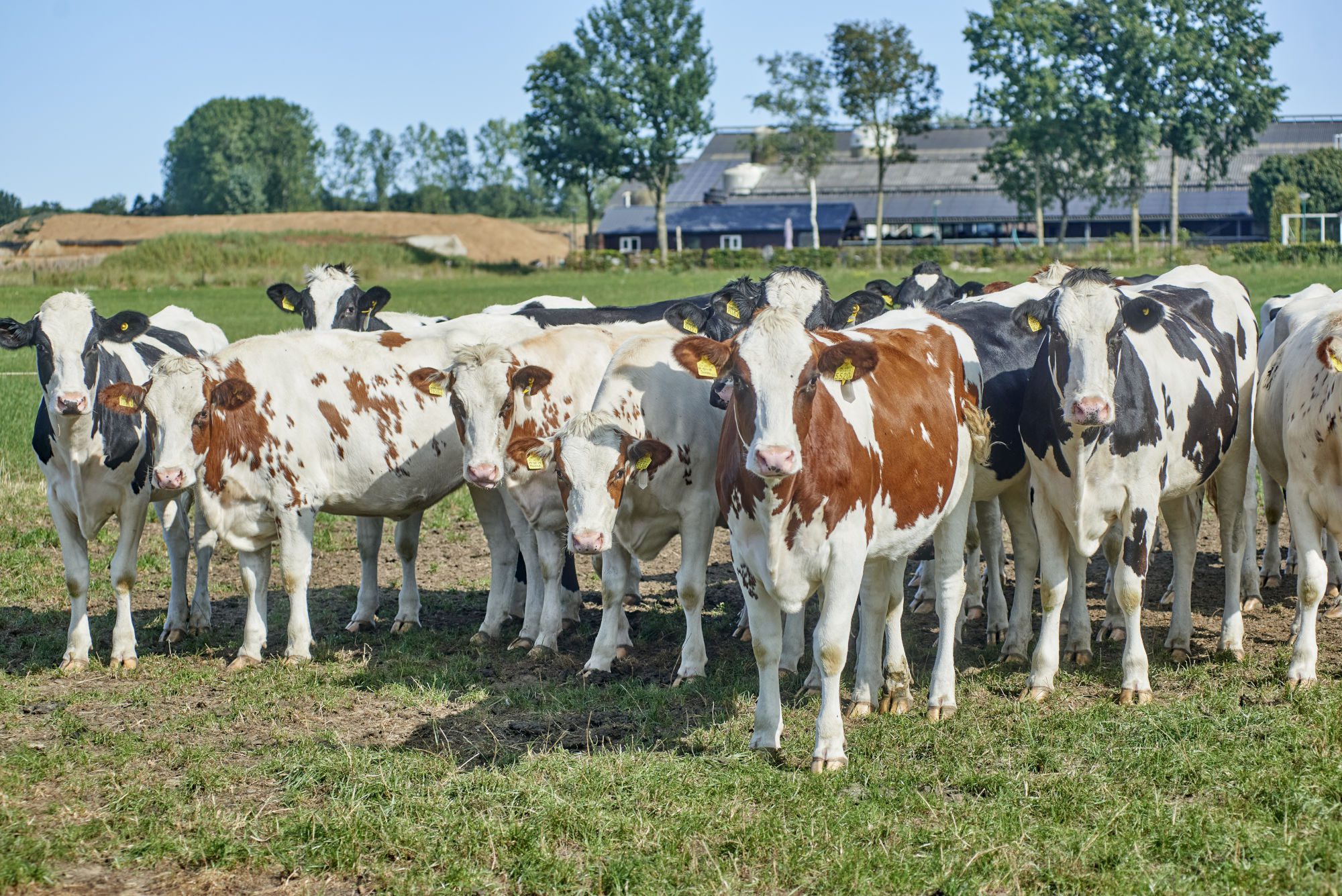 Regionale Herkunft: Regionales Rindfleisch mit Tierwohl Aspekten nach Haltungsform der Initiative Tierwohl