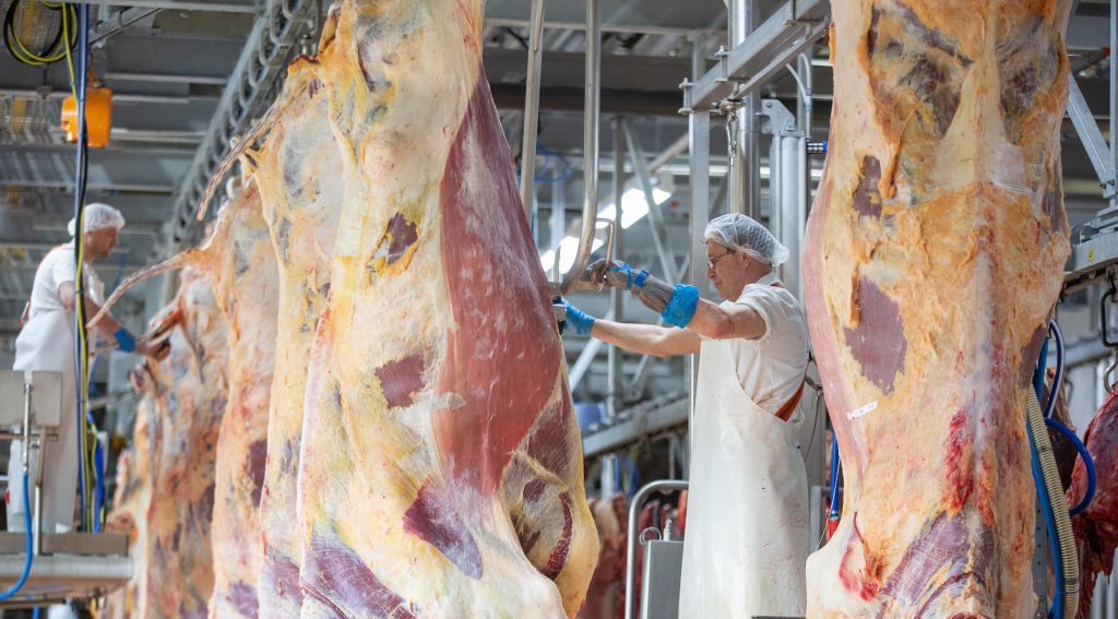 Komplett neue Rinder-Schlachtlinie in Altenburg