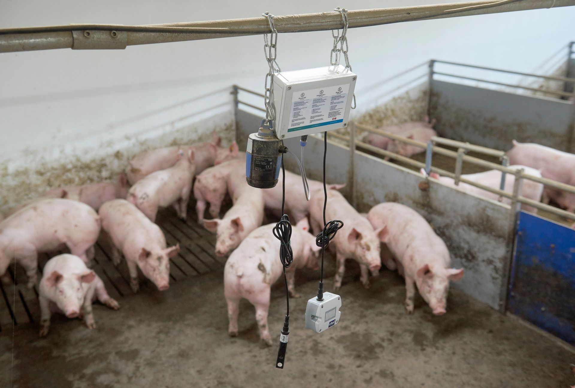 De volgende stap in Slimme Varkensketen-project sturen op diergezondheid