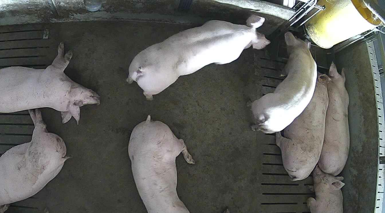 Pigs control their living environment through their own behaviour