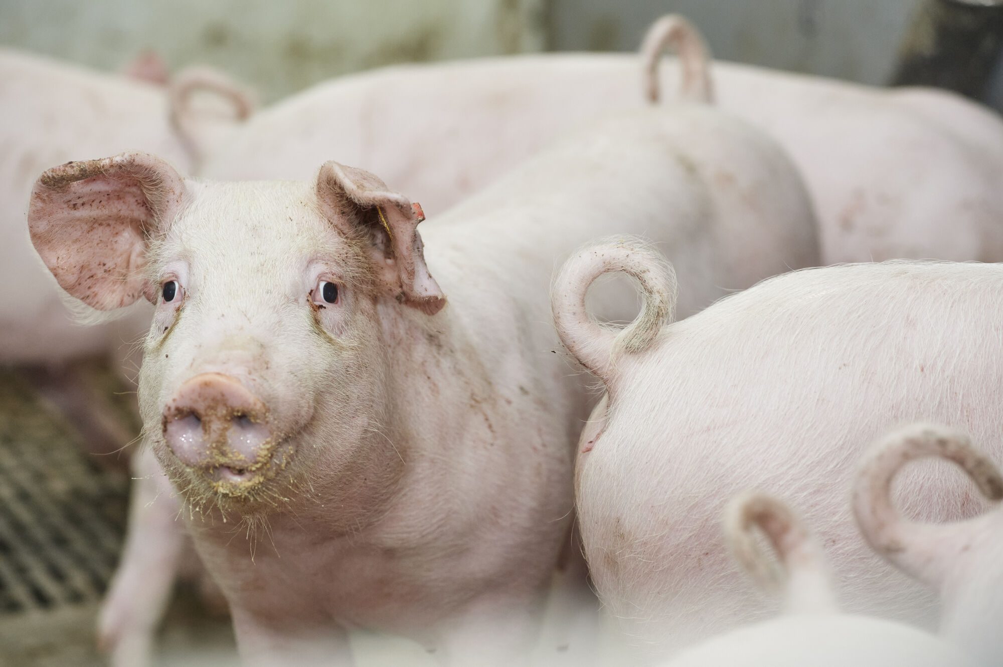 Vion genomineerd voor Innovatie Award in aanloop naar Dutch Pork Expo 2025