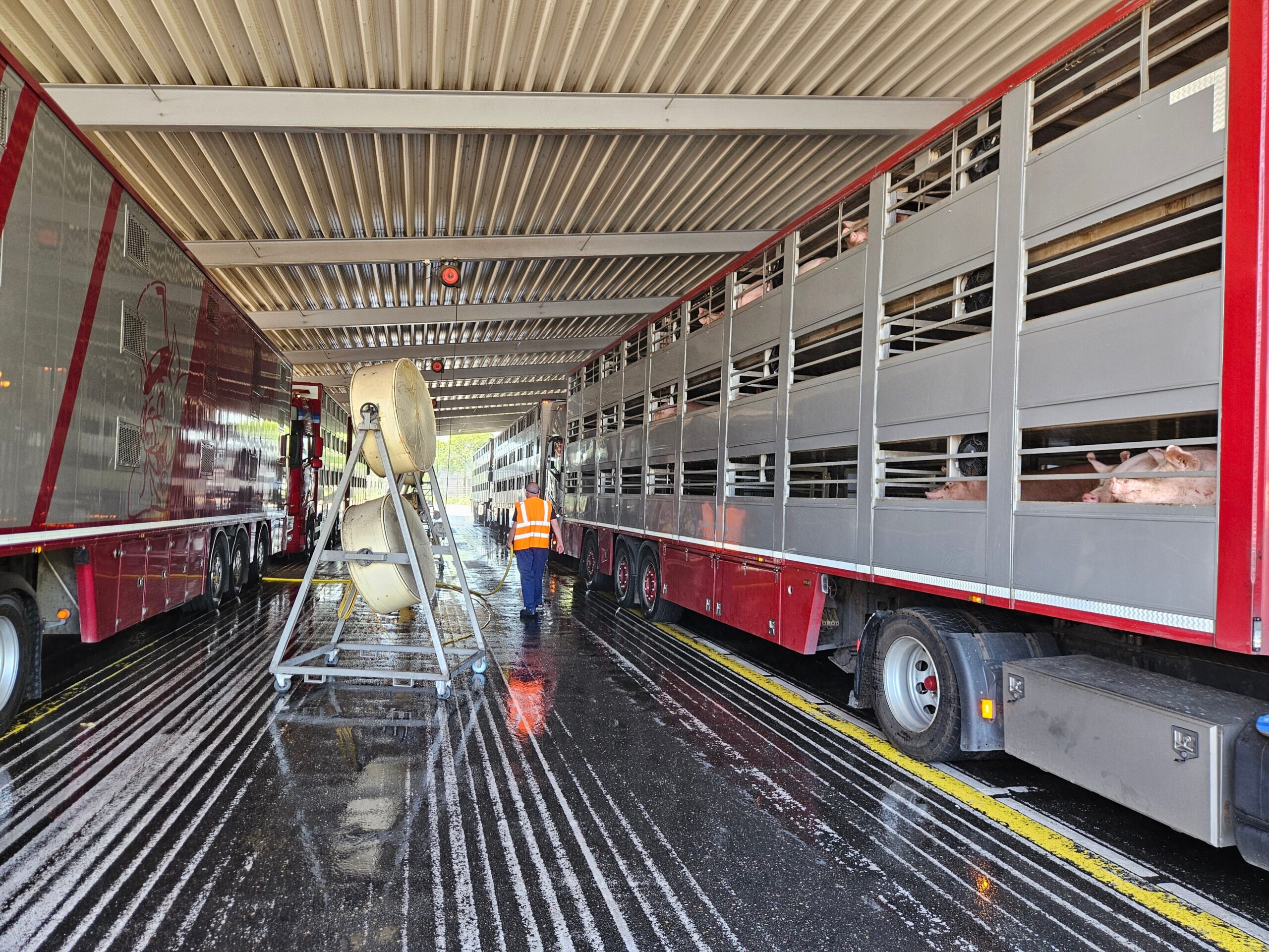 Vion zet warmtemaatregelen in voor transport en slachterijen bij hoge temperaturen