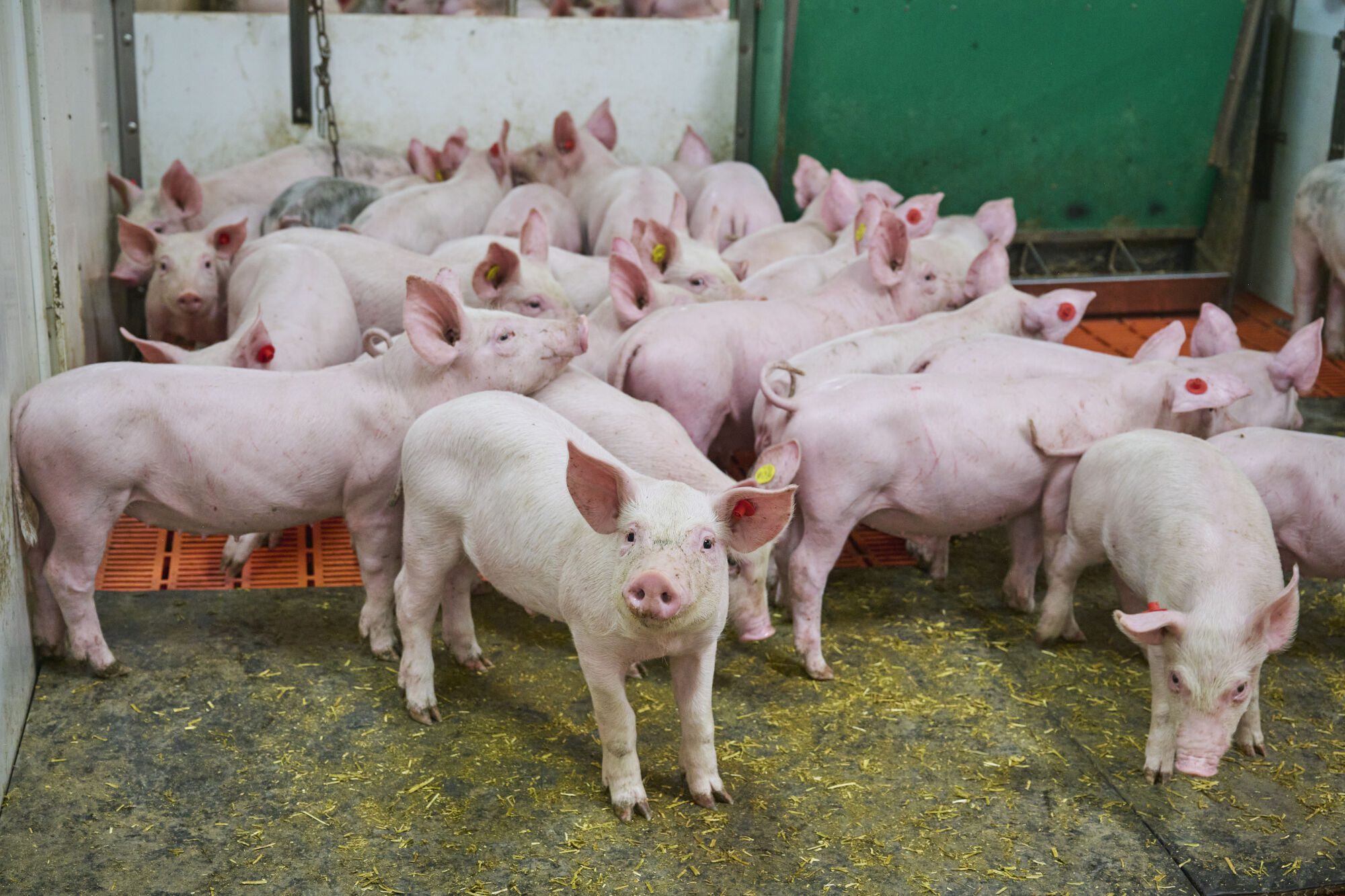 Varkens in stal Good Farming Welfare
